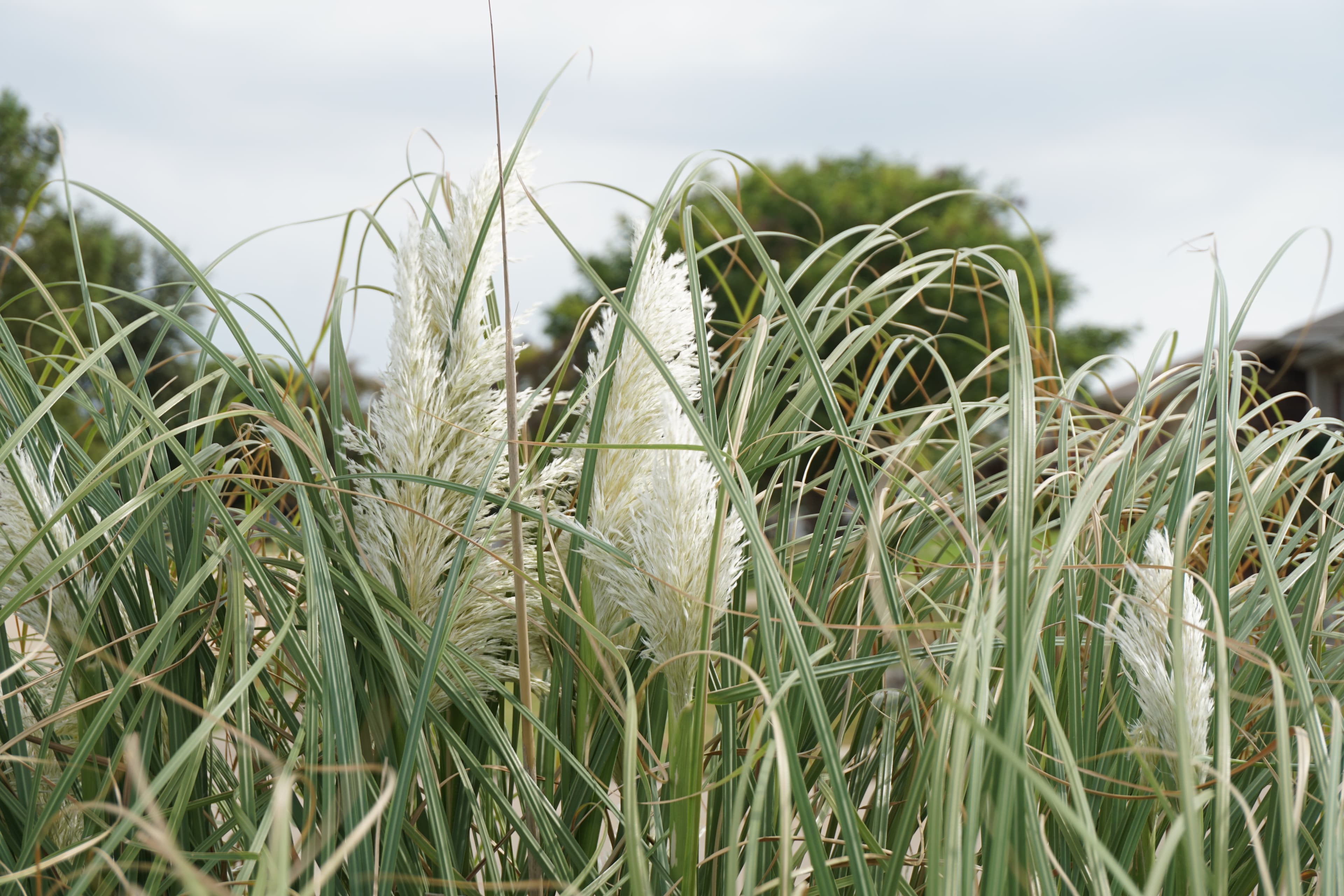 Kaufman 1B grasses